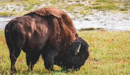 Bison