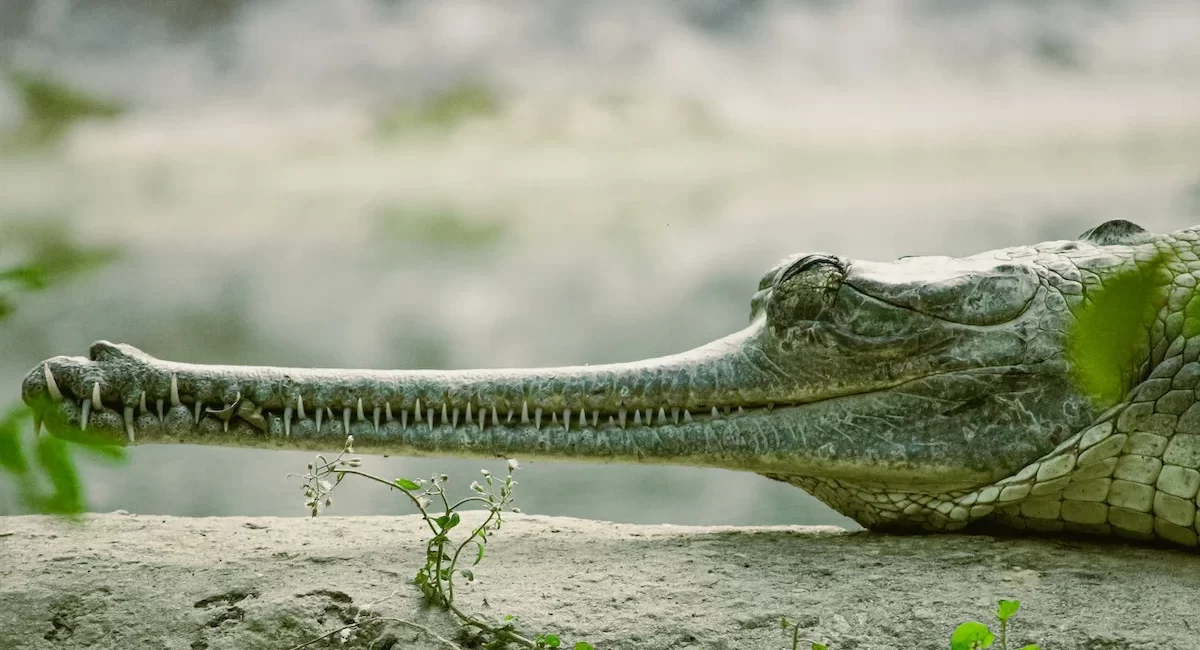 Gharials Unique Crocodilians