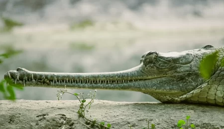 Gharials Unique Crocodilians