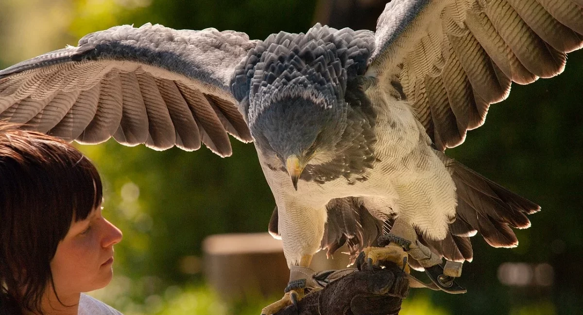 The Harpy Eagle