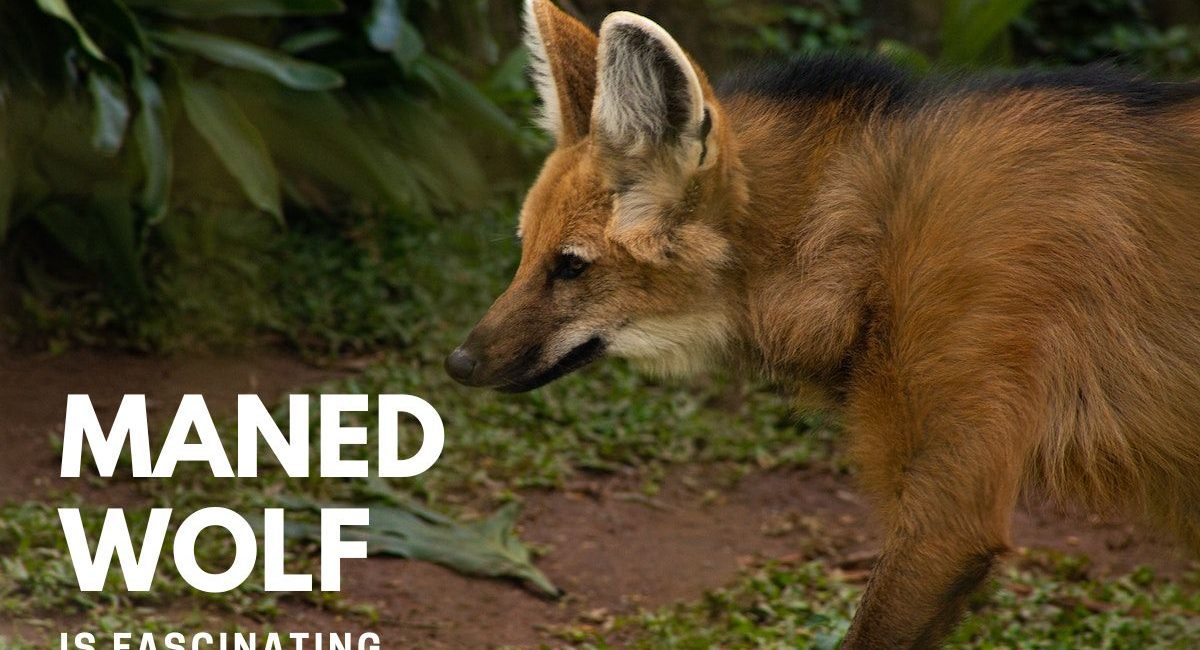 Maned Wolf