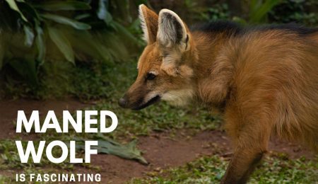 Maned Wolf