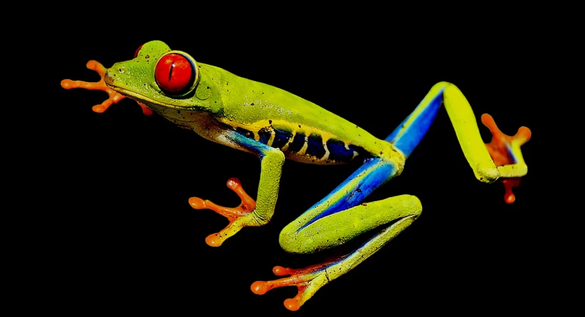 Red-Eyed Tree Frogs