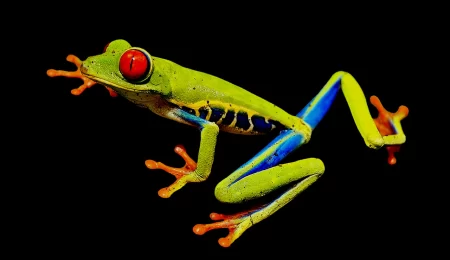 Red-Eyed Tree Frogs