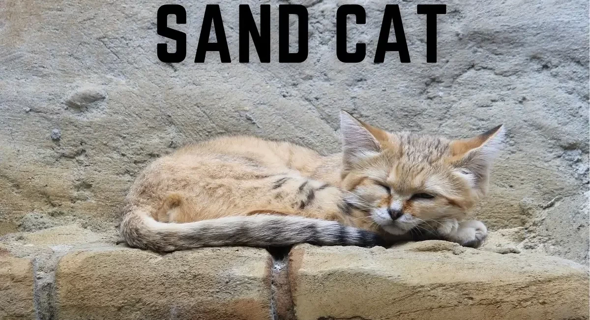 Sand Cat