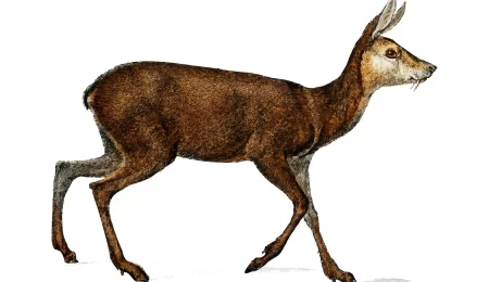 Siberian Musk Deer