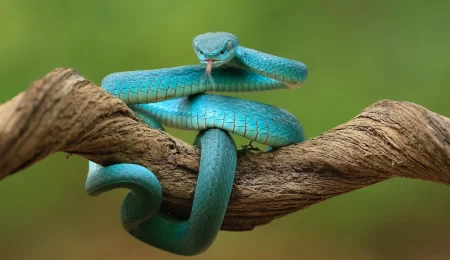 Viper Snake