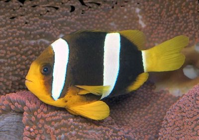 Clarks-anemonefish-and-yellowtail-clownfish-is-a-marine-fish