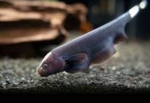 Black ghost knifefish – fresh water Aquarium Fishes – For Sale – Karachi – Pakistan