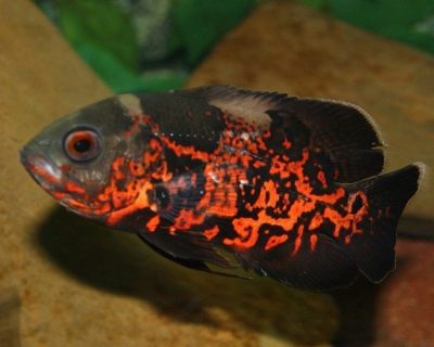 Red-Tiger-Oscar-Fish